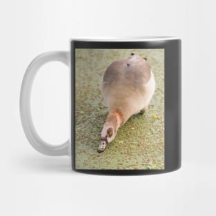 Egyptian Goose Mug